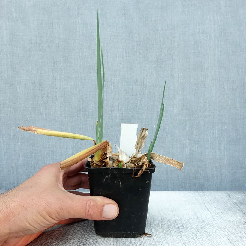 Esemplare di Iris germanica Dernier Cri - Giaggiolo paonazzo Vasetto da 8/9 cm come consegnato in autunno