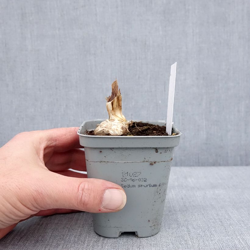 Iris germanica Dernier Cri - Giaggiolo paonazzo Vasetto da 8/9 cm esemplare consegnato in inverno