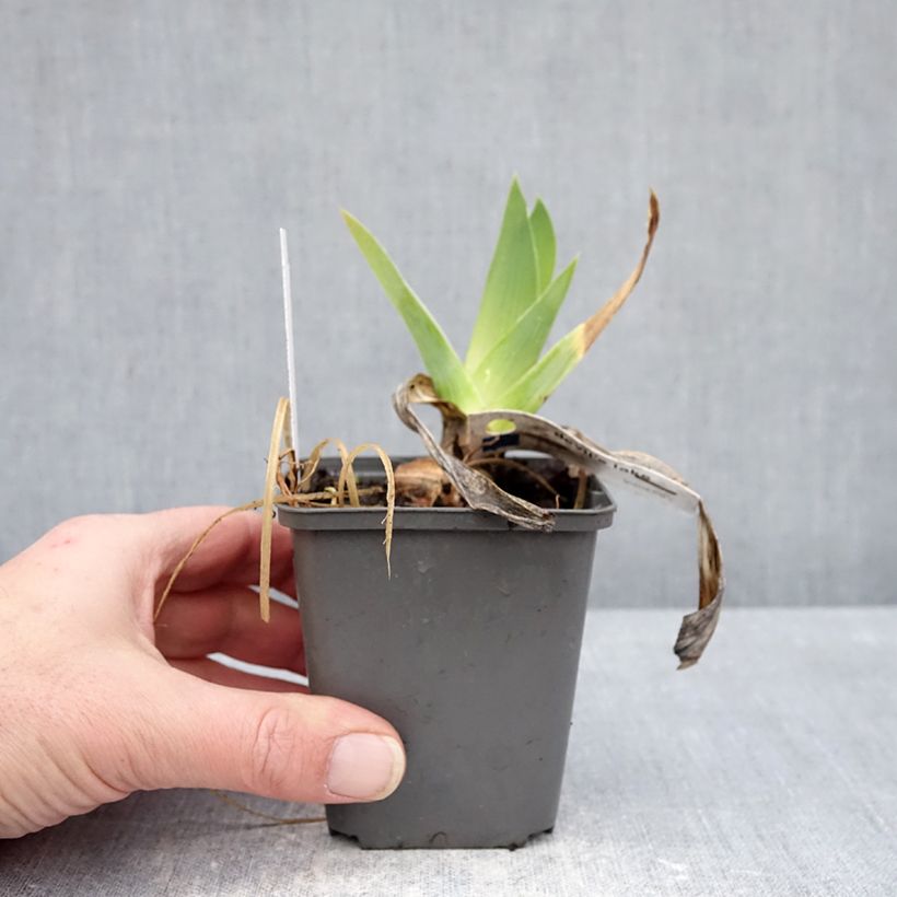 Iris germanica Devil's Lake - Giaggiolo paonazzo Vasetto da 8/9 cm esemplare consegnato in inverno