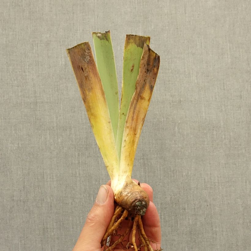 Iris germanica Dinky Circus - Giaggiolo nano Rizoma esemplare consegnato in inverno