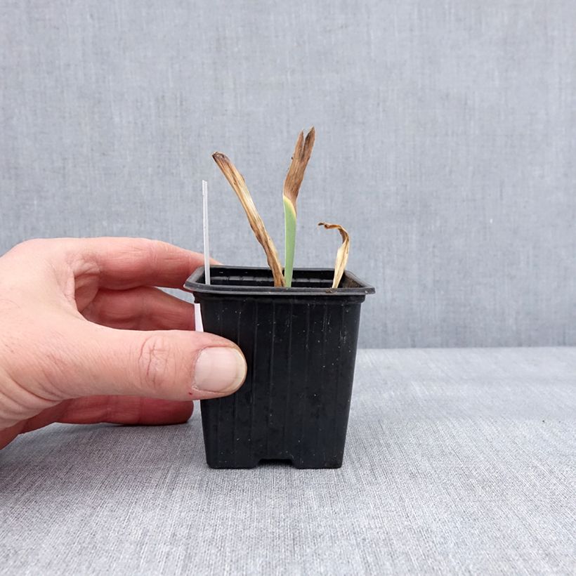 Iris germanica Dutch Chocolate - Giaggiolo paonazzo Vasetto da 8/9 cm esemplare consegnato in inverno