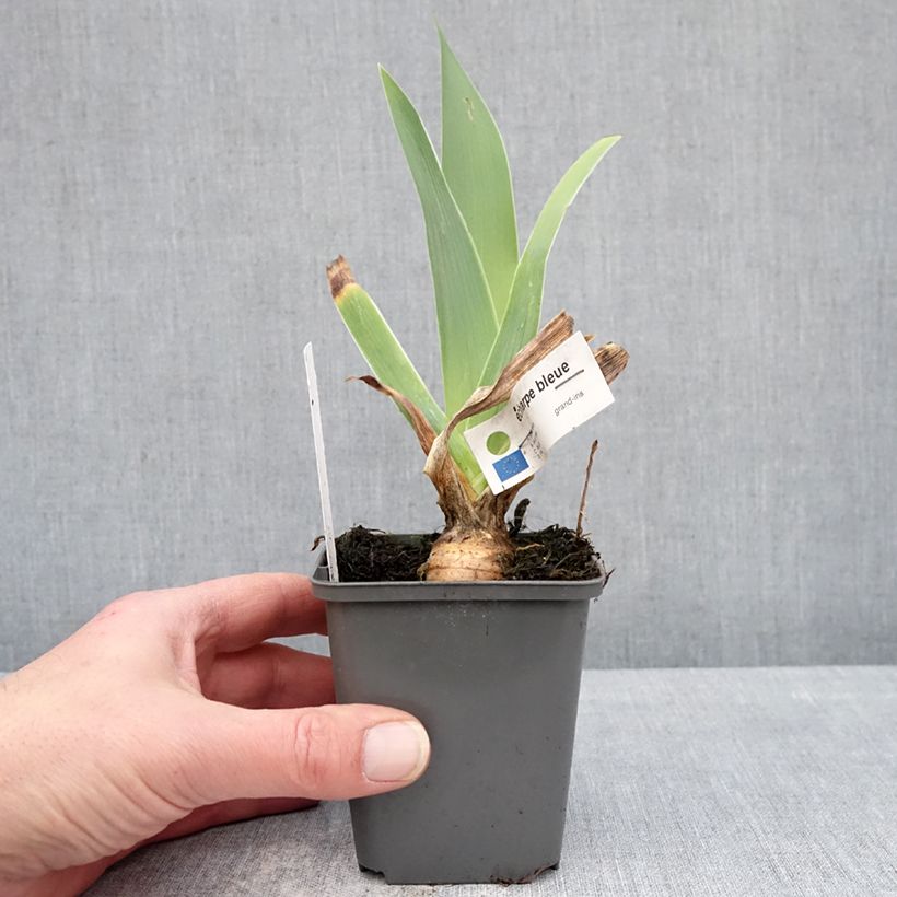 Iris germanica Écharpe Bleue - Giaggiolo paonazzo Vasetto da 8/9 cm esemplare consegnato in inverno
