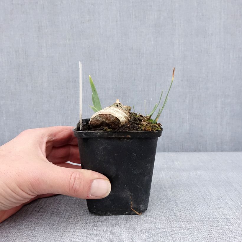 Iris germanica En Ebullition - Giaggiolo paonazzo Vasetto da 8/9 cm esemplare consegnato in inverno