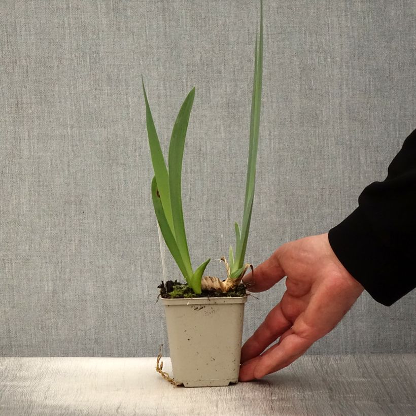 Iris germanica En Ebullition - Giaggiolo paonazzo Vasetto da 8/9 cm esemplare consegnato in primavera