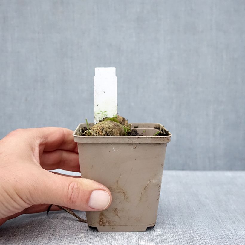 Esemplare di Iris germanica En Pointillés - Giaggiolo paonazzo Vasetto da 8/9 cm come consegnato in autunno