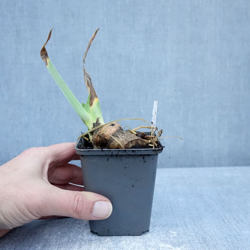 Iris germanica En Pointillés - Giaggiolo paonazzo Vasetto da 8/9 cm esemplare consegnato in inverno