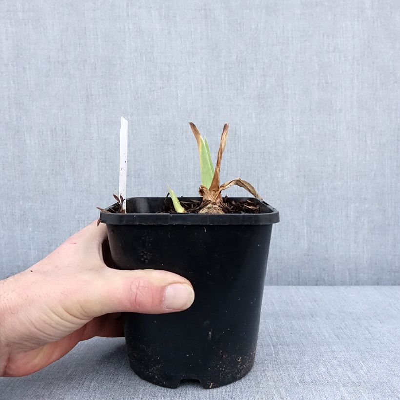 Iris germanica English cottage - Giaggiolo paonazzo Vaso da 1,5L/2L esemplare consegnato in inverno