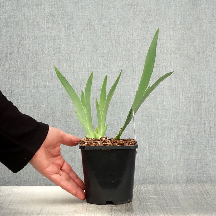 Iris germanica English cottage - Giaggiolo paonazzo Vaso da 1,5L/2L esemplare consegnato in primavera