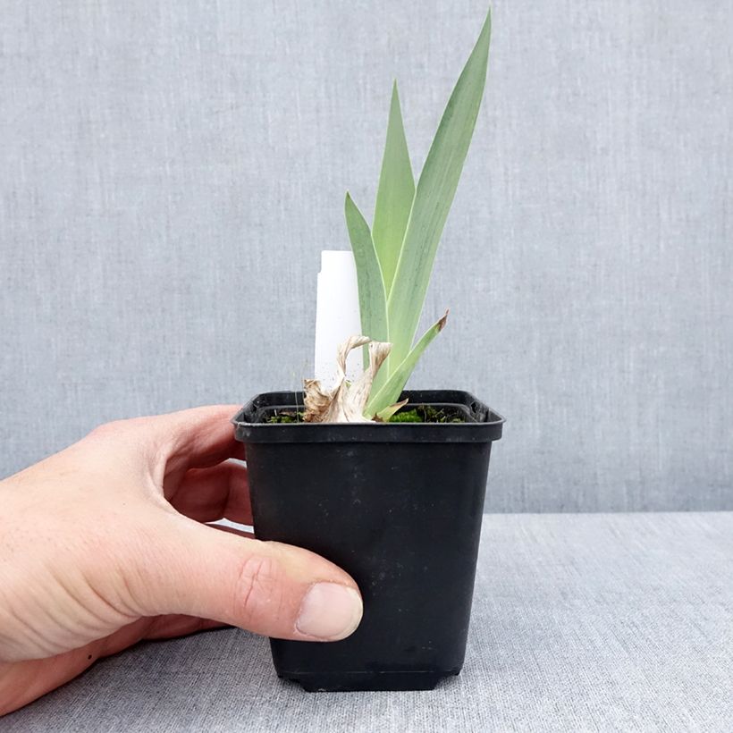 Iris germanica English cottage - Giaggiolo paonazzo Vasetto da 8/9 cm esemplare consegnato in primavera