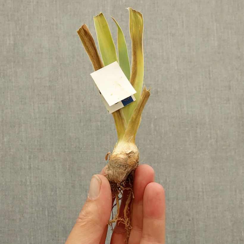 Iris germanica Ever After - Giaggiolo paonazzo Rizoma esemplare consegnato in inverno