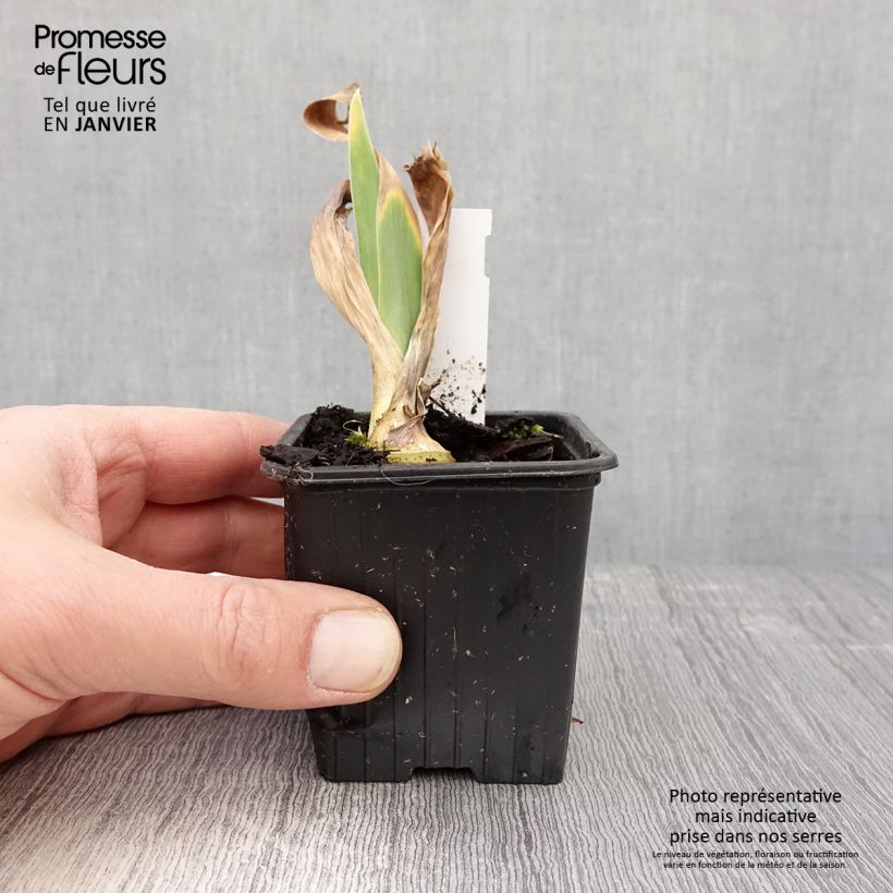 Iris germanica Flamant Rose - Giaggiolo paonazzo Vasetto da 8/9 cm esemplare consegnato in inverno
