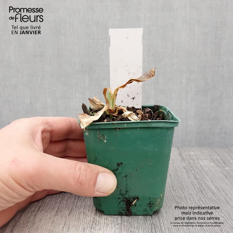 Iris germanica Flaming Dragon - Giaggiolo paonazzo Vasetto da 8/9 cm esemplare consegnato in inverno