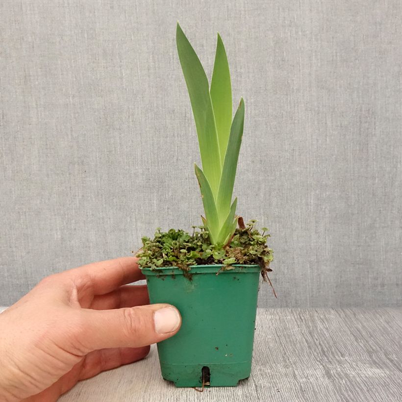 Iris germanica Flaming Dragon - Giaggiolo paonazzo Vasetto da 8/9 cm esemplare consegnato in primavera