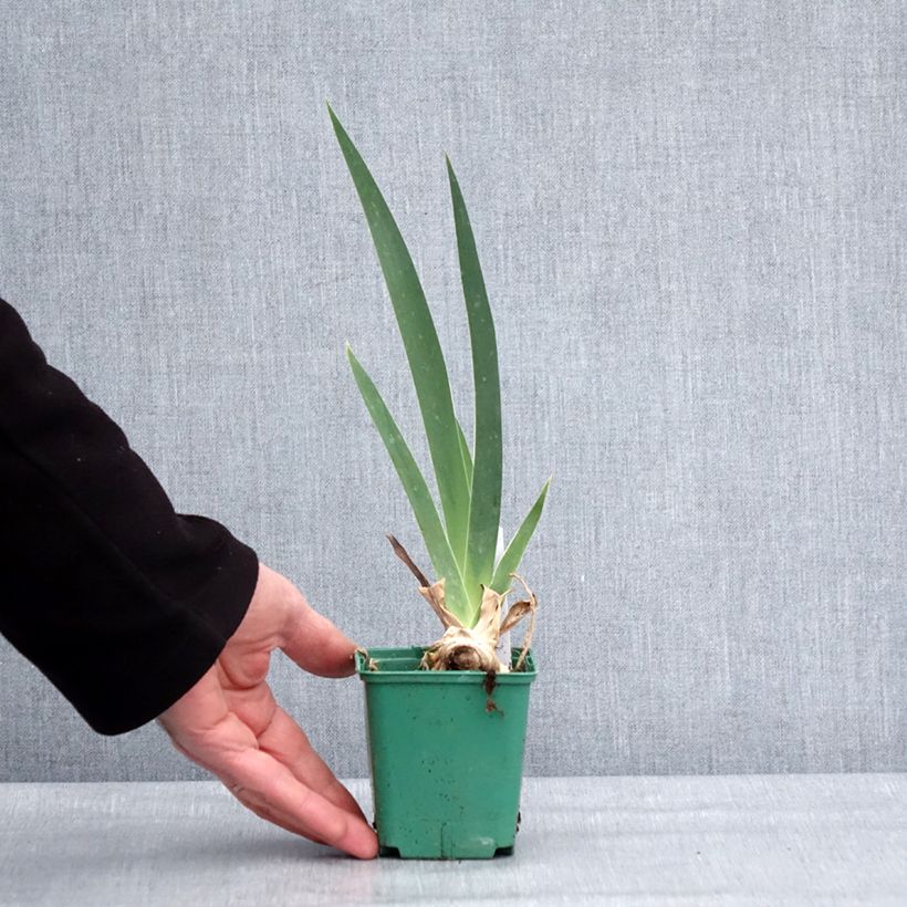 Iris germanica Frison-Roche - Giaggiolo paonazzo Vasetto da 8/9 cm esemplare consegnato in inverno