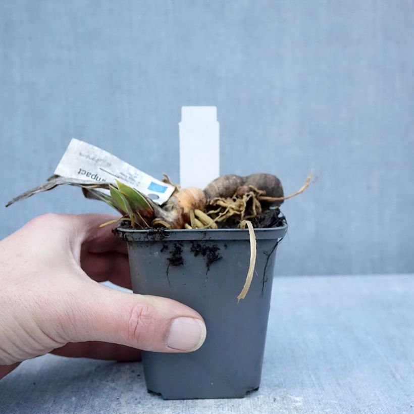 Iris germanica Full Impact - Giaggiolo paonazzo Vasetto da 8/9 cm esemplare consegnato in inverno