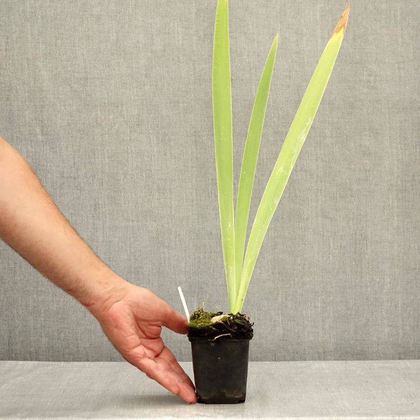 Esemplare di Iris germanica Galopade - Giaggiolo paonazzo Vasetto da 8/9 cm consegnato in estate
