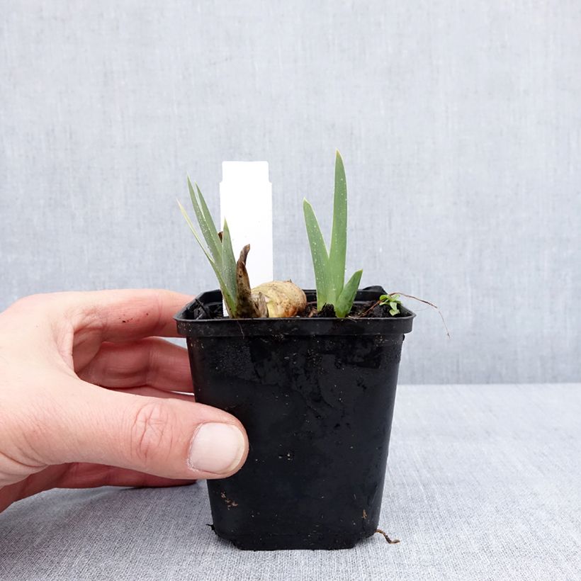 Iris germanica Gérard Brière - Giaggiolo paonazzo Vasetto da 8/9 cm esemplare consegnato in inverno