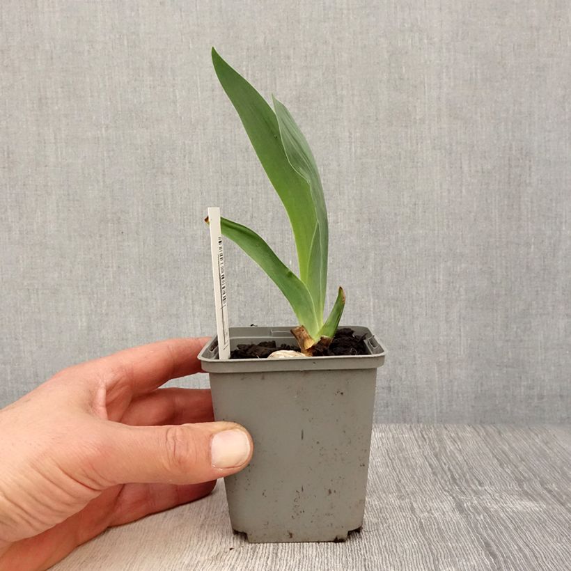 Iris germanica Gipsy Romance - Giaggiolo paonazzo Vasetto da 8/9 cm esemplare consegnato in primavera