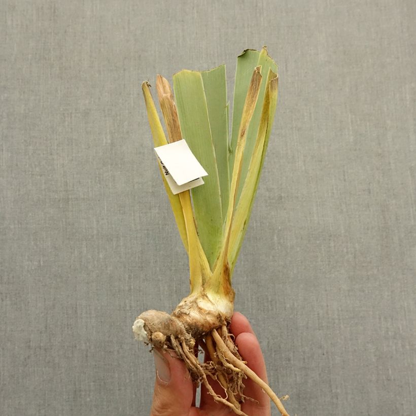 Iris germanica Good Show - Giaggiolo paonazzo Rizoma esemplare consegnato in inverno