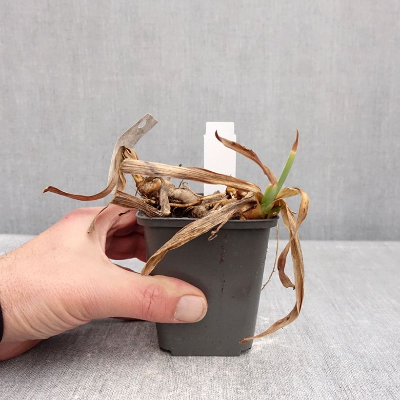 Iris germanica Gracchus - Giaggiolo paonazzo Vasetto da 8/9 cm esemplare consegnato in inverno