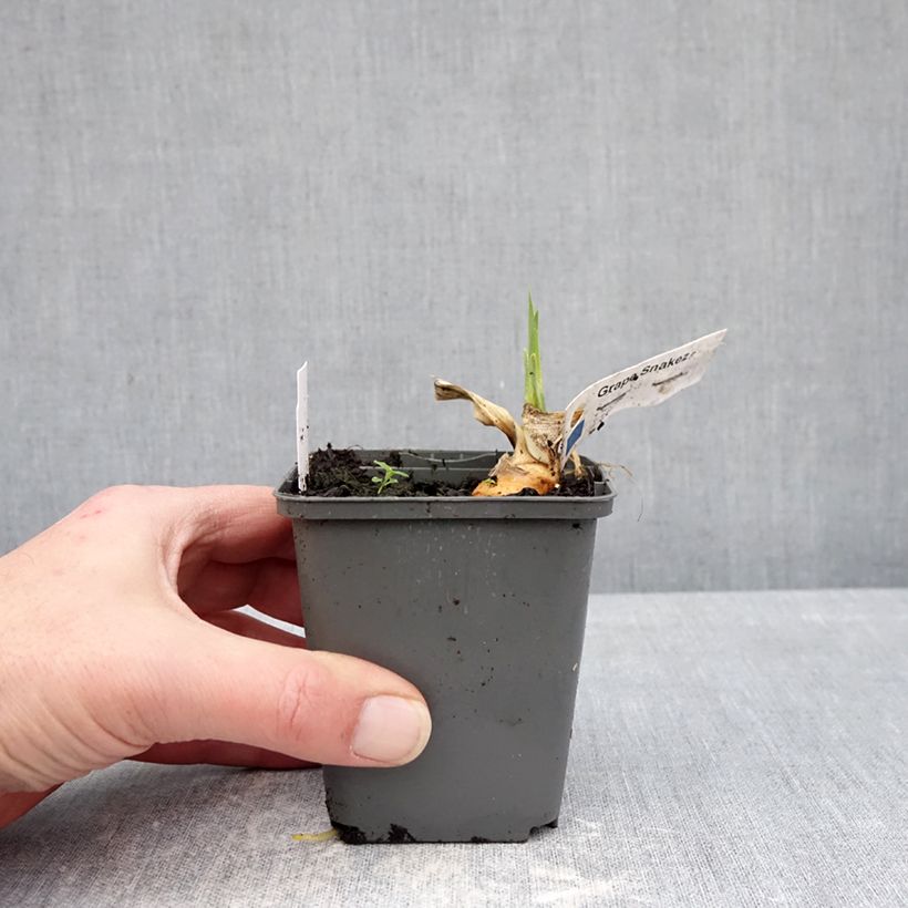 Iris germanica Grape Snakez - Giaggiolo paonazzo Vasetto da 8/9 cm esemplare consegnato in inverno