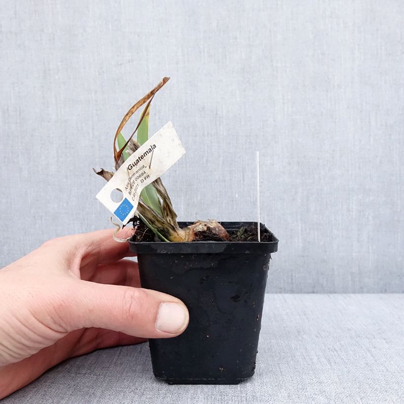 Iris germanica Guatemala - Giaggiolo paonazzo Vasetto da 8/9 cm esemplare consegnato in inverno