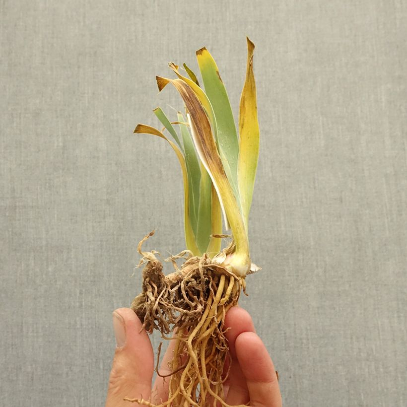 Iris germanica Guernazelle - Giaggiolo paonazzo Rizoma esemplare consegnato in inverno