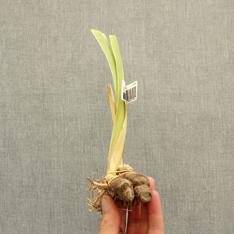 Esemplare di Iris germanica Happenstance - Giaggiolo paonazzo Rizoma consegnato in estate
