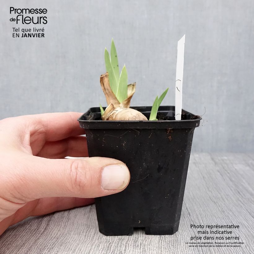 Iris germanica Haut les Voiles - Giaggiolo paonazzo Vasetto da 8/9 cm esemplare consegnato in inverno