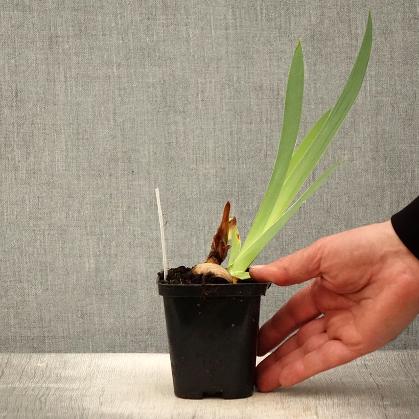 Iris germanica Haut les Voiles - Giaggiolo paonazzo Vasetto da 8/9 cm esemplare consegnato in primavera