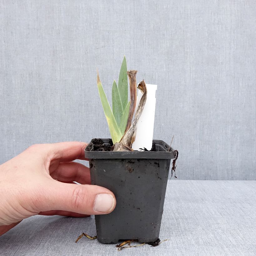 Iris germanica Hello Darling - Giaggiolo paonazzo Vasetto da 8/9 cm esemplare consegnato in inverno