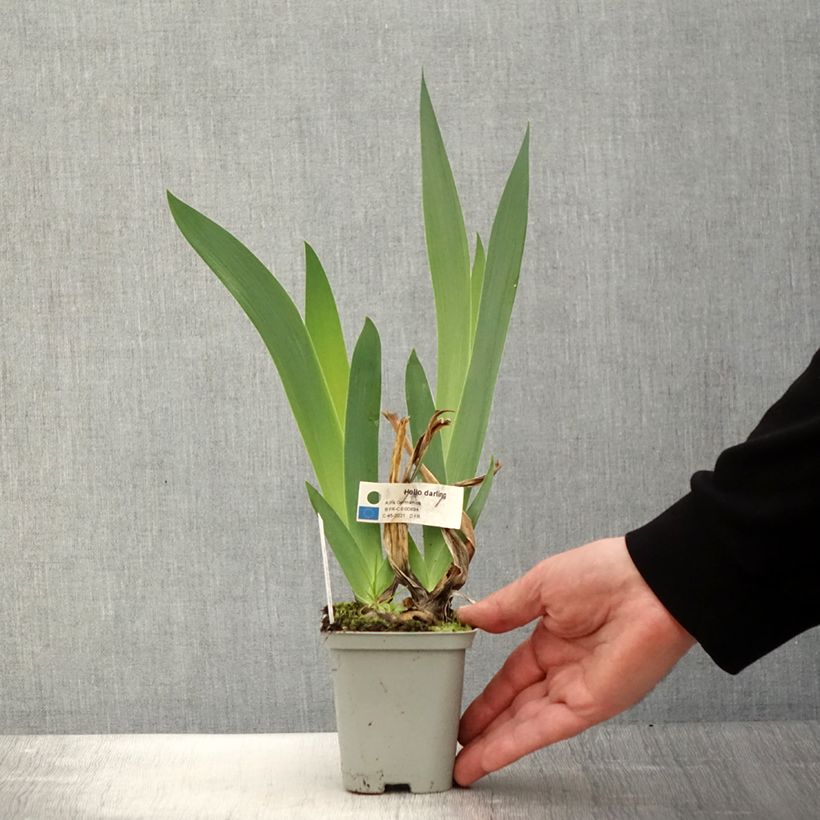 Iris germanica Hello Darling - Giaggiolo paonazzo Vasetto da 8/9 cm esemplare consegnato in primavera