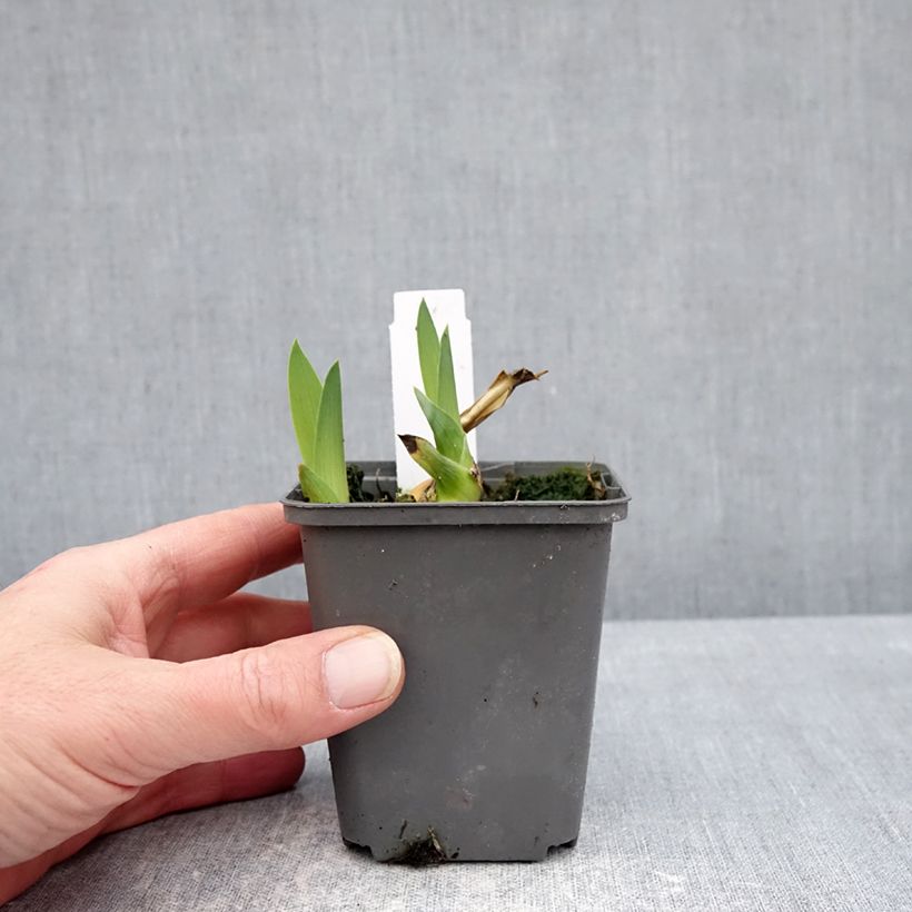 Iris germanica Heure Bleue - Giaggiolo paonazzo Vasetto da 8/9 cm esemplare consegnato in inverno