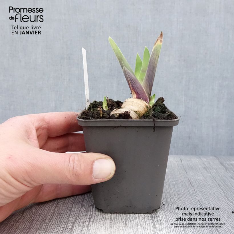 Iris germanica Honky Tonk Blues - Giaggiolo paonazzo Vasetto da 8/9 cm esemplare consegnato in inverno