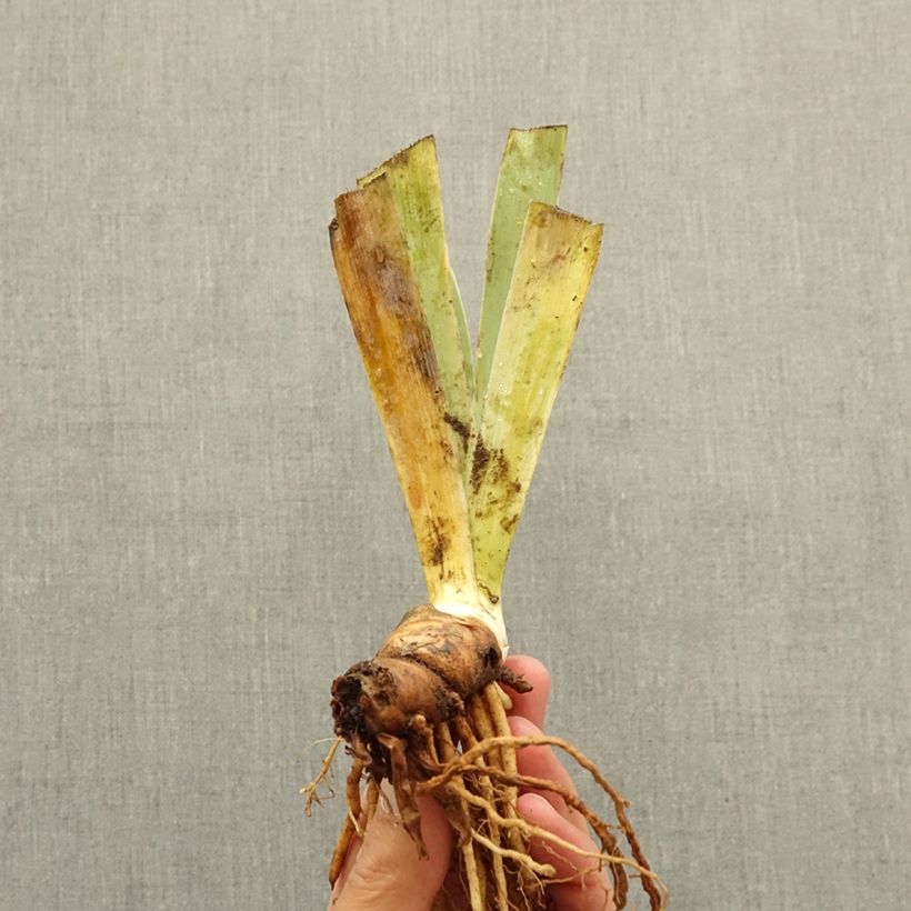 Iris germanica Icon - Giaggiolo nano Rizoma esemplare consegnato in inverno