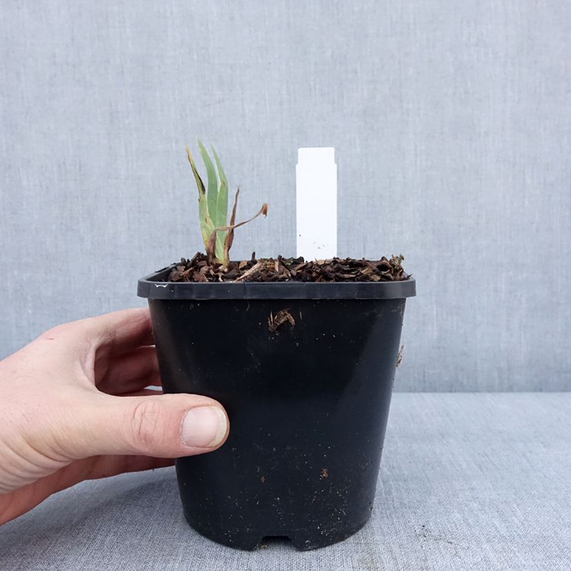 Iris germanica Immortality - Giaggiolo paonazzo Vaso da 1,5L/2L esemplare consegnato in inverno