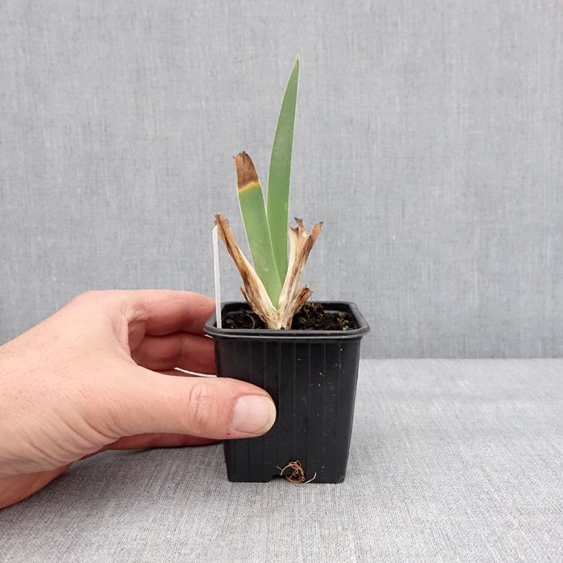 Iris germanica Inferno - Giaggiolo paonazzo Vasetto da 8/9 cm esemplare consegnato in inverno