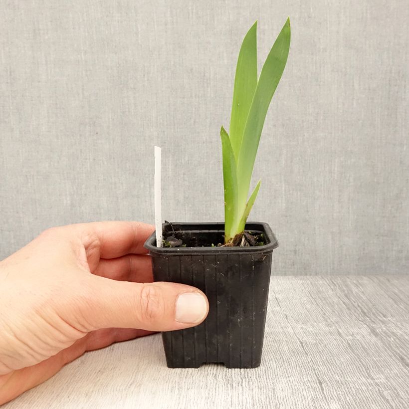 Iris germanica Invitation - Giaggiolo paonazzo Vasetto da 8/9 cm esemplare consegnato in primavera