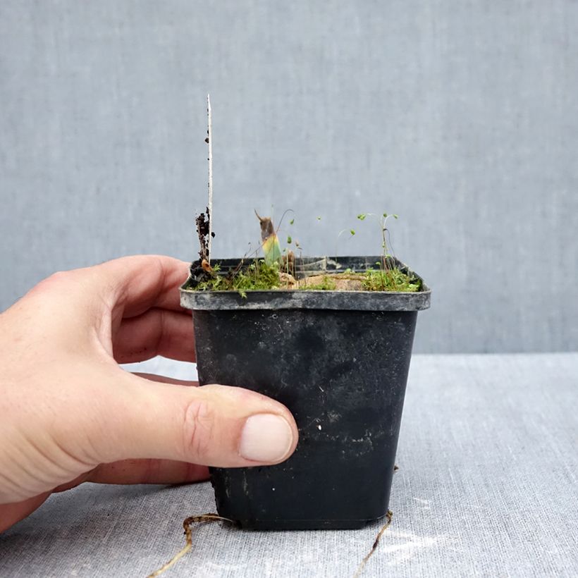 Esemplare di Iris germanica Inviting - Giaggiolo paonazzo Vasetto da 8/9 cm come consegnato in autunno