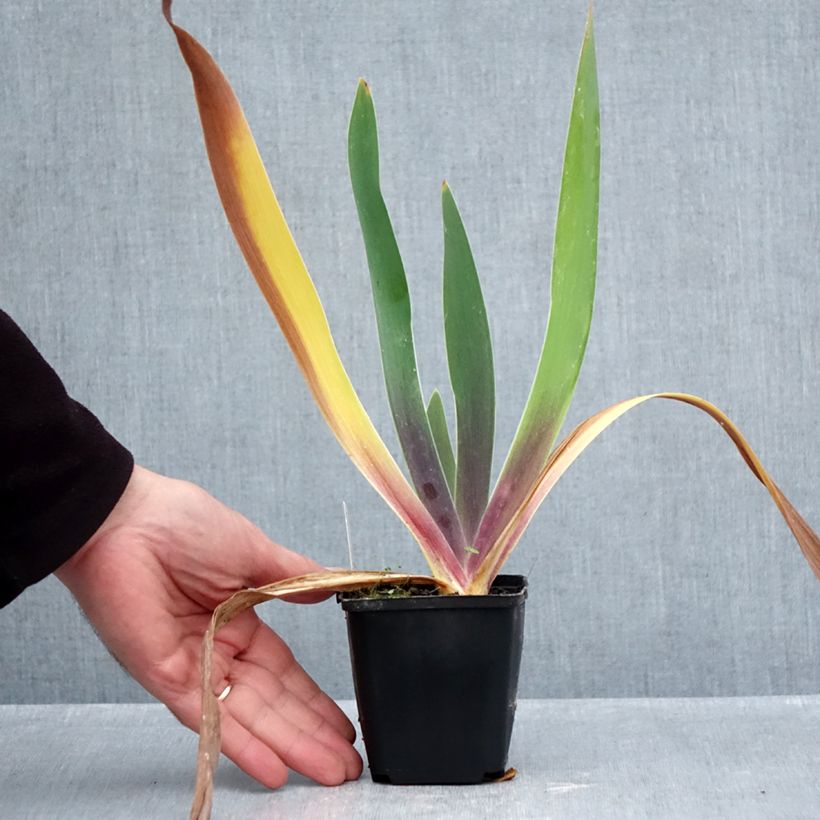 Esemplare di Iris germanica Irisades - Iris des Jardins Godet de 8/9 cm come consegnato in autunno