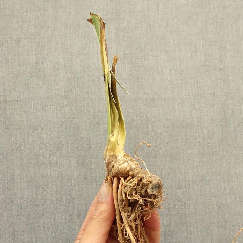 Iris germanica Island Sun - Giaggiolo nano Rizoma esemplare consegnato in inverno