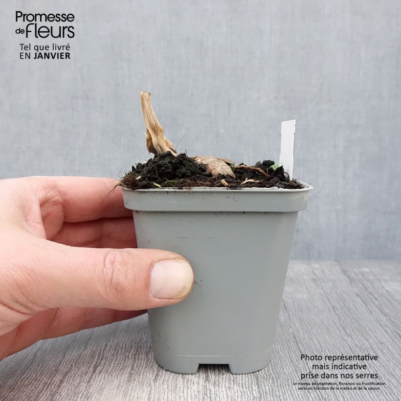 Iris germanica Jazz Festival - Giaggiolo paonazzo Vasetto da 8/9 cm esemplare consegnato in inverno