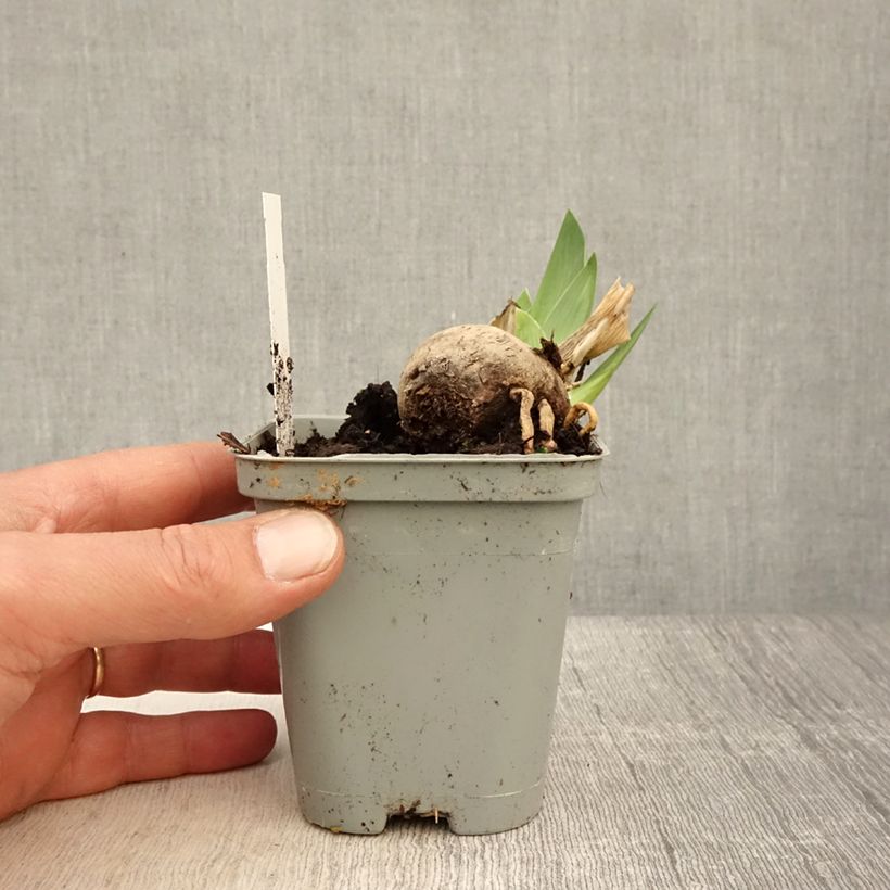 Iris germanica Jazz Festival - Giaggiolo paonazzo Vasetto da 8/9 cm esemplare consegnato in primavera