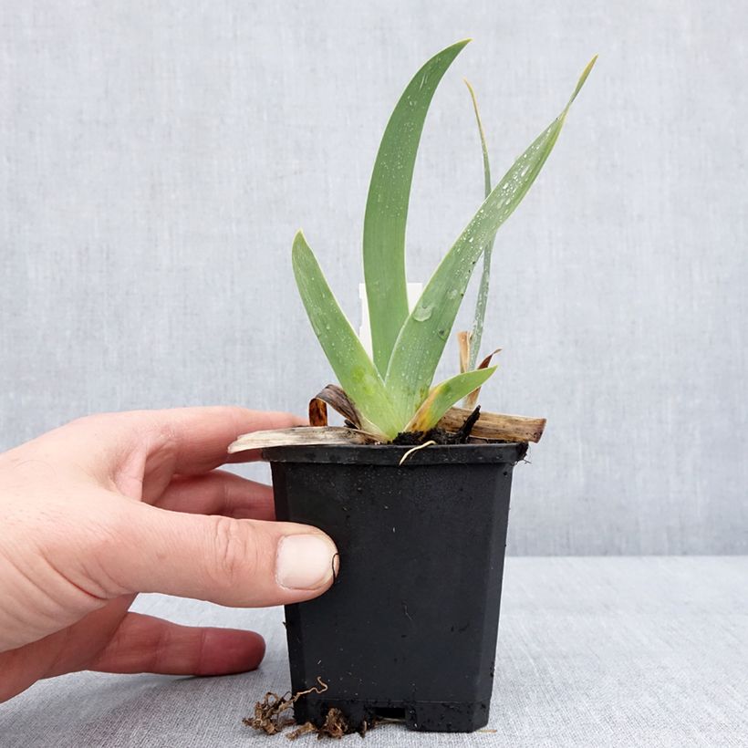 Iris germanica Jus de Pomme - Giaggiolo paonazzo Vasetto da 8/9 cm esemplare consegnato in inverno