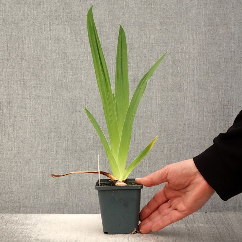 Iris germanica Jus de Pomme - Giaggiolo paonazzo Vasetto da 8/9 cm esemplare consegnato in primavera