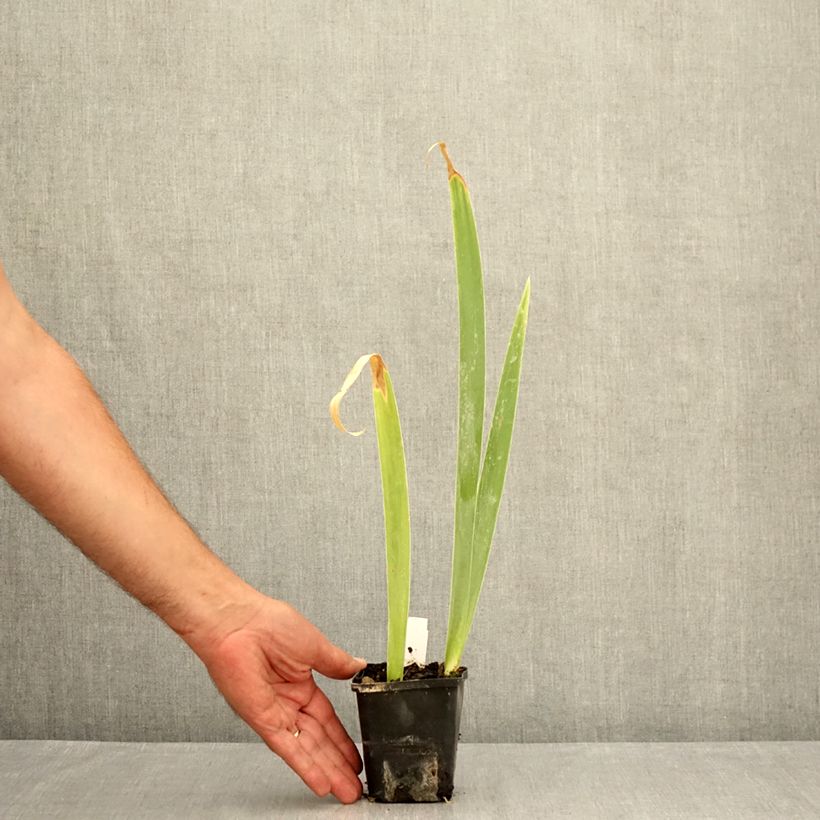 Esemplare di Iris germanica Lemon Bubbly - Iris des Jardins Vasetto da 8/9 cm consegnato in estate