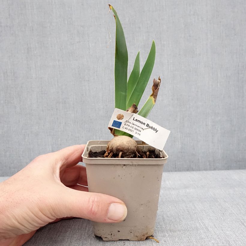 Iris germanica Lemon Bubbly - Giaggiolo paonazzo Vasetto da 8/9 cm esemplare consegnato in inverno