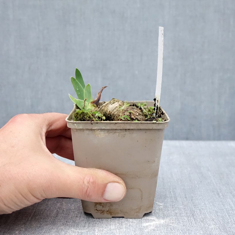 Esemplare di Iris germanica Leonin - Giaggiolo paonazzo Vasetto da 8/9 cm come consegnato in autunno