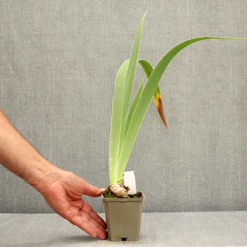 Esemplare di Iris germanica Leonin - Giaggiolo paonazzo Vasetto da 8/9 cm consegnato in estate