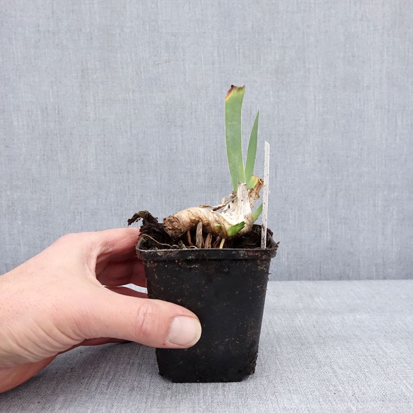 Iris germanica Lucky Locket - Giaggiolo paonazzo Vasetto da 8/9 cm esemplare consegnato in inverno